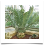 NEncephalartos-lehamanii_lg