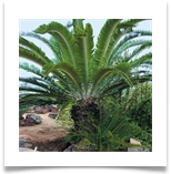 NEncephalartosWoodii[1]