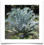 Nencephalartos_horridus_0010
