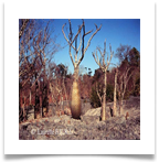 ad2990457360083306767jNIkli_ph[1]