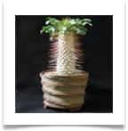 ad981685040_44m4k-S[1]