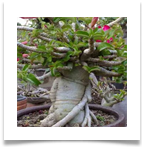 adAdenium multiflorum (sabi star)-709316[1]
