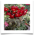 adAdenium_obesum01[1]