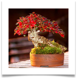 bCotoneaster-Bonsai
