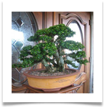 bextremely_beautiful_neea_buxifolia_bonsai