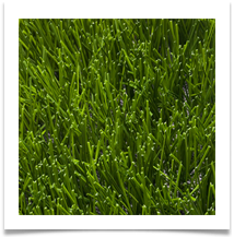 yturf-product-maxs-lg2